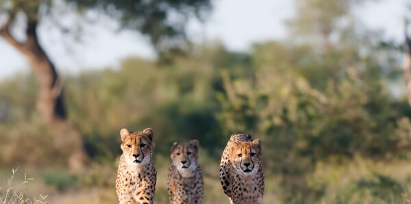 Cheetahs, South Africa