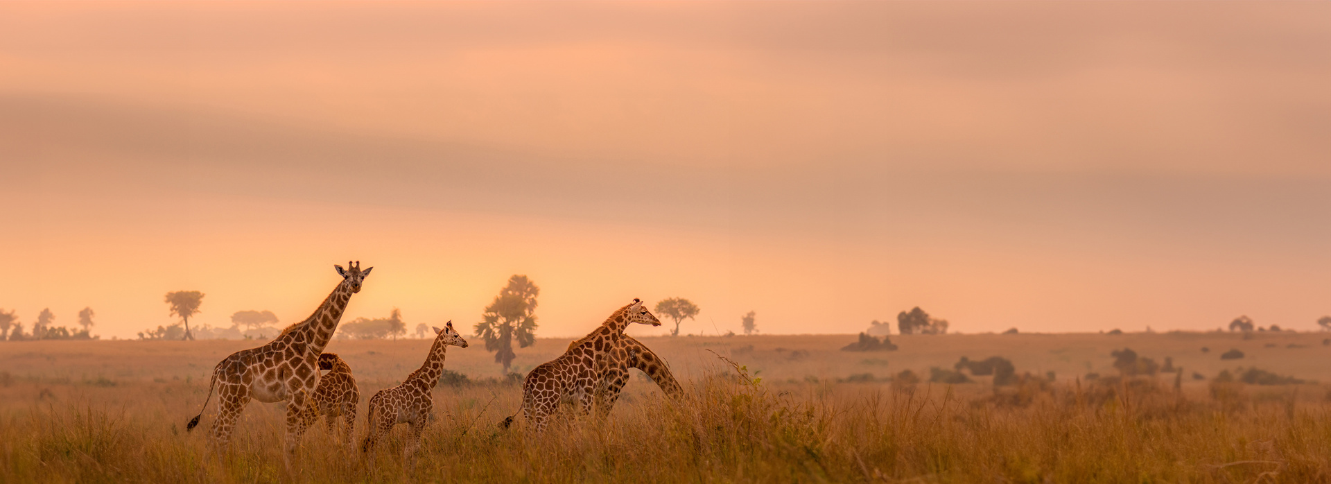 Africa Calling banner